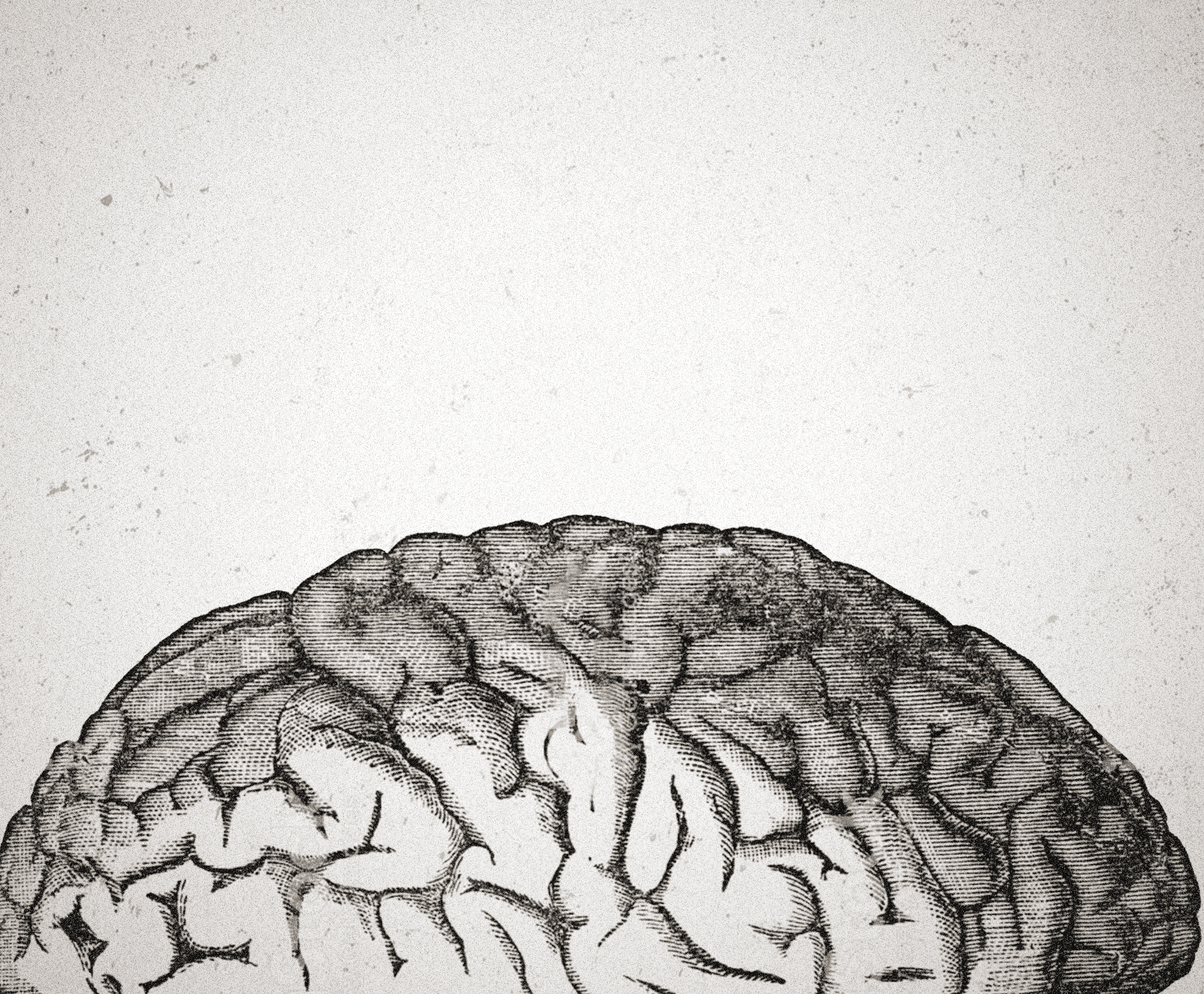 Ilustración anatómica del cerebro